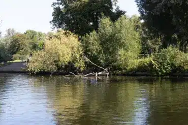 Ruhiges Havelufer mit Bäumen und einer Treppe zum Wasser